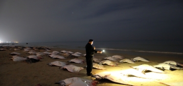 Mystery of the massacred mobula rays - hallás utáni értés