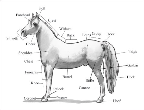 horse parts