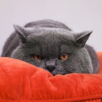 Cat Idioms - Macskás kifejezések