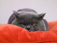 Cat Idioms - Macskás kifejezések