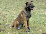 Blue shoes for police dogs on the beat