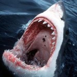 Shark attack shark!