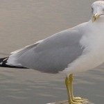 Help! That seagull looks really sad