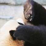 Head over hills! The Giant Panda made a somersault in his sleep