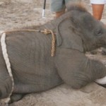 Harrowing ordeal of the baby elephants bound and beaten to become circus stars