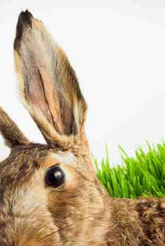 2006.04.12 - Easter In Britain 6