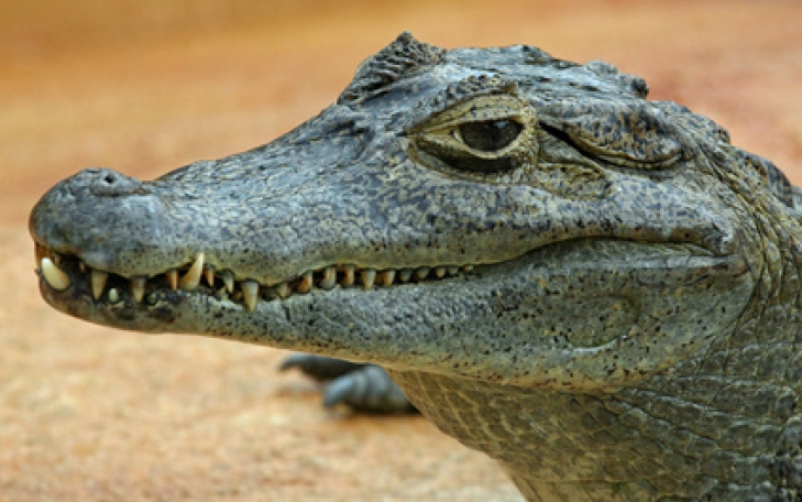 The old man and the alligator - Viccelődjünk:) The old man and the alligator - Viccelődjünk:)