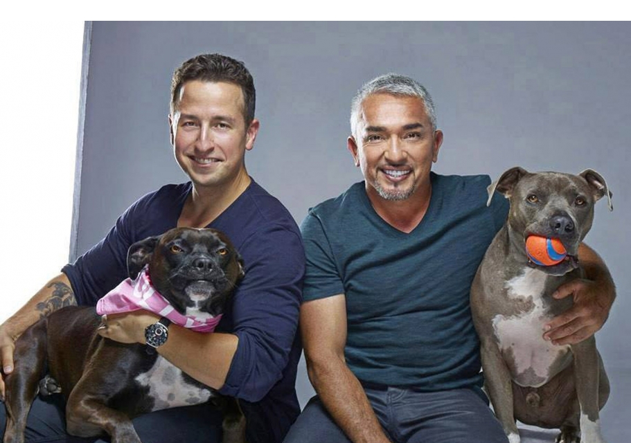A Meg Nem Ertett Kutyak Pitbullok