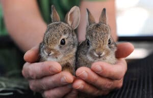 Two orphaned baby rabbits
