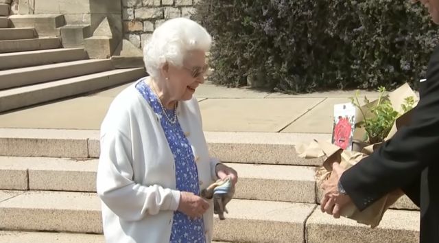 The Duke of Edinburgh Rose – szókincs, videó 2