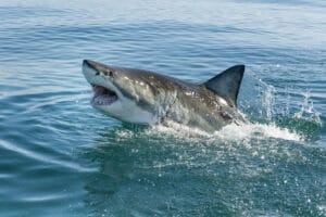 Shark attacks to be rebranded ‘encounters’ by activists