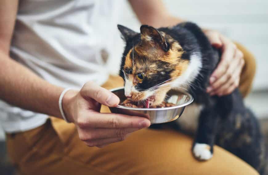 Olvasott szöveg értése – alapfok B1 – Az éhes macska 52 napja