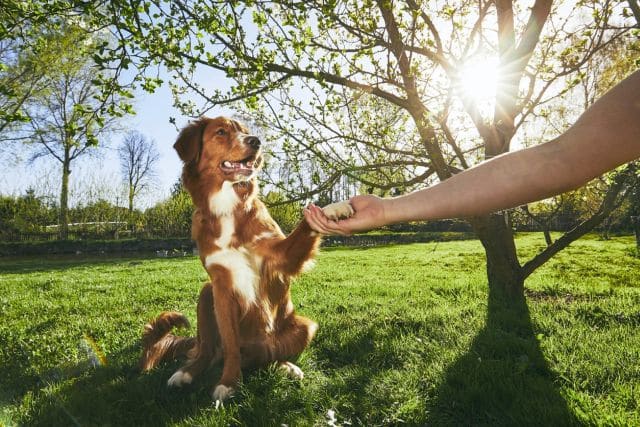 5 SZÓ NAPONTA: Tanítsuk a kutyánkat angolul! 3 kutya