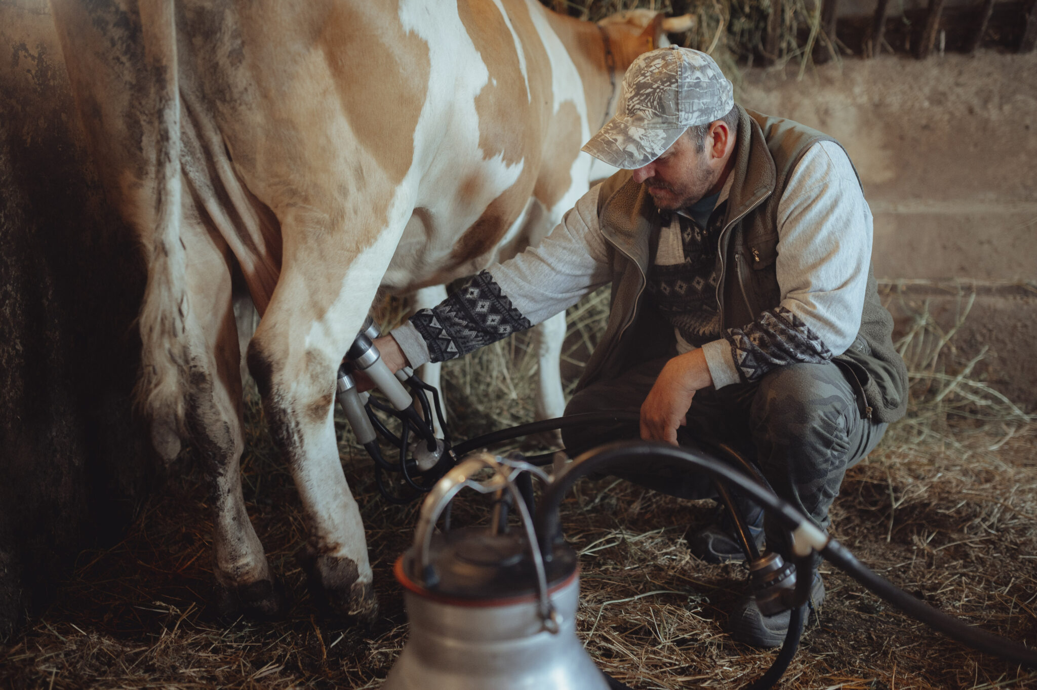 The fresh milk that we are missing every day - Képes riport Nagytárkányból 6