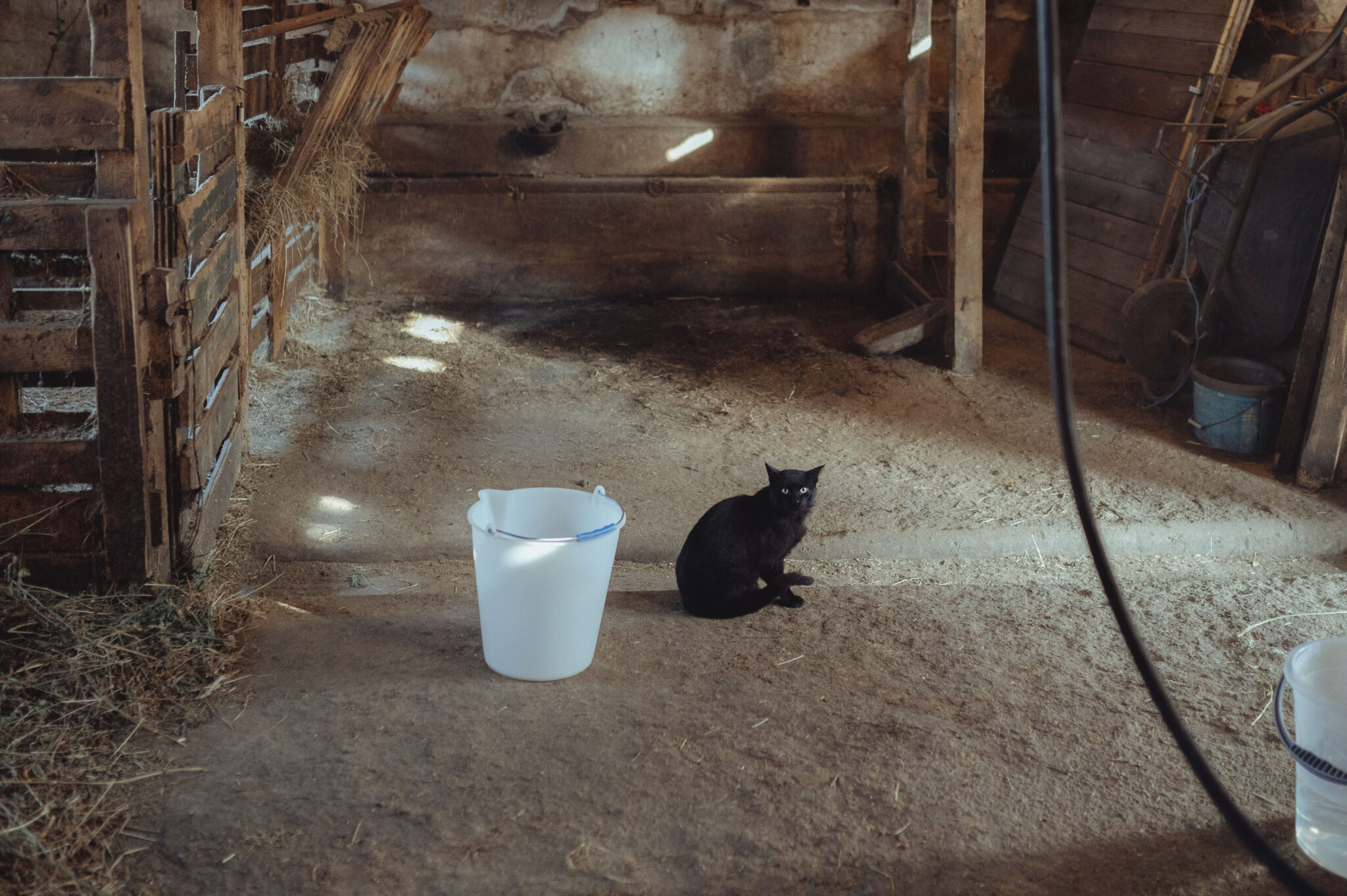 The fresh milk that we are missing every day - Képes riport Nagytárkányból 9