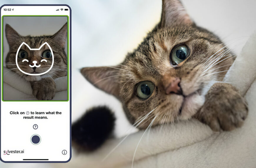 Mennyire boldog a macska? Az app megmondja! – Nyelvvizsga (B1-B2)- hallott/olvasott szöveg értése