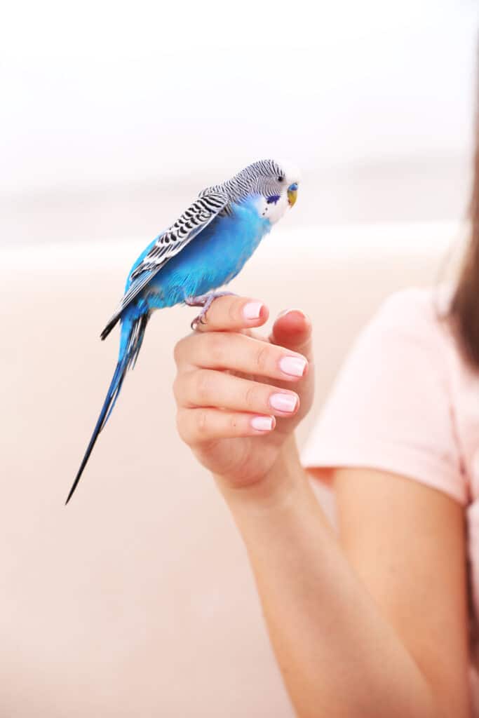 ANIMALS: Buying and Keeping a Budgie 3