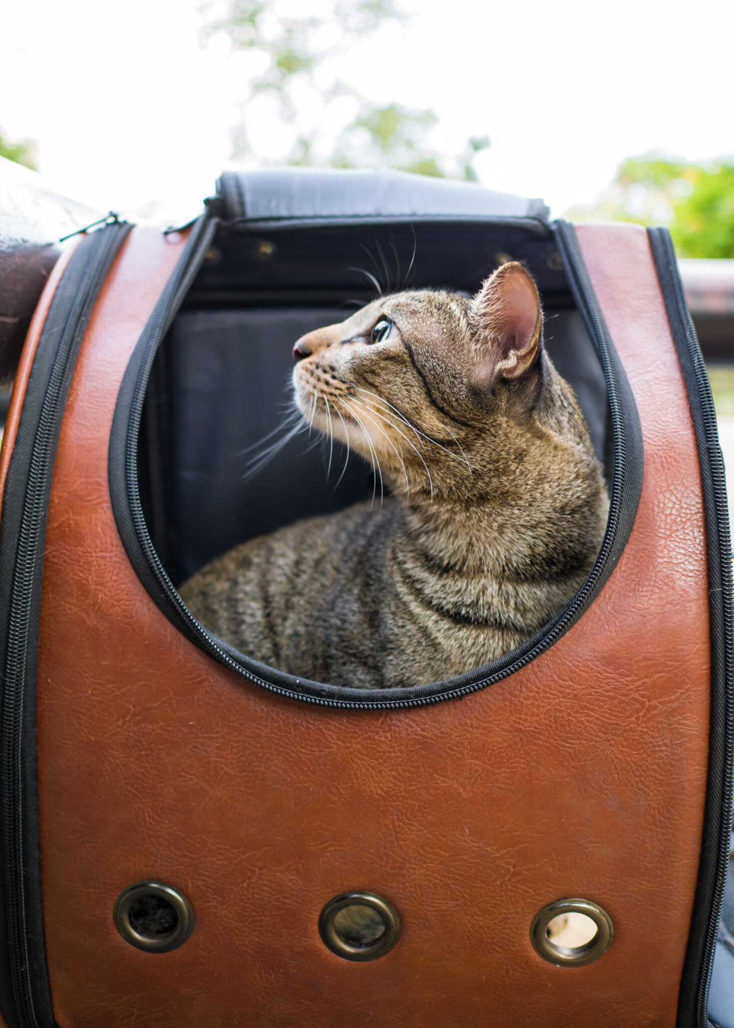 ANIMALS: 5 Tips for Traveling with a Cat - Így utazz a macskáddal! 4