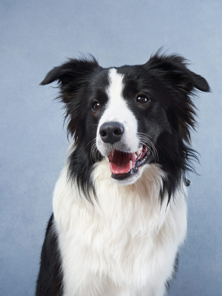 TOP 10: Ten of the Most Intelligent Dog Breeds - A legokosabb kutyafajták 4