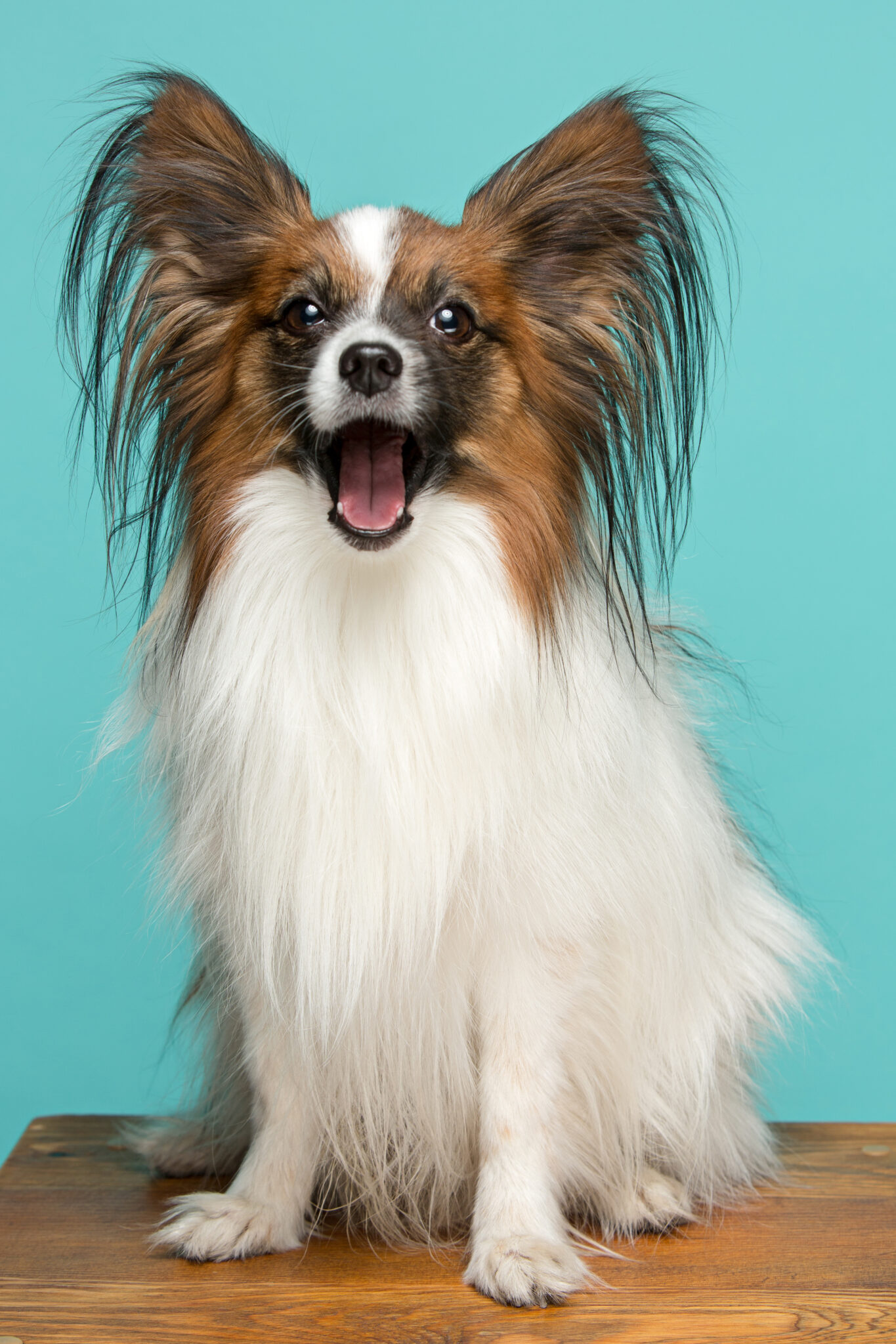 TOP 10: Ten of the Most Intelligent Dog Breeds - A legokosabb kutyafajták 5