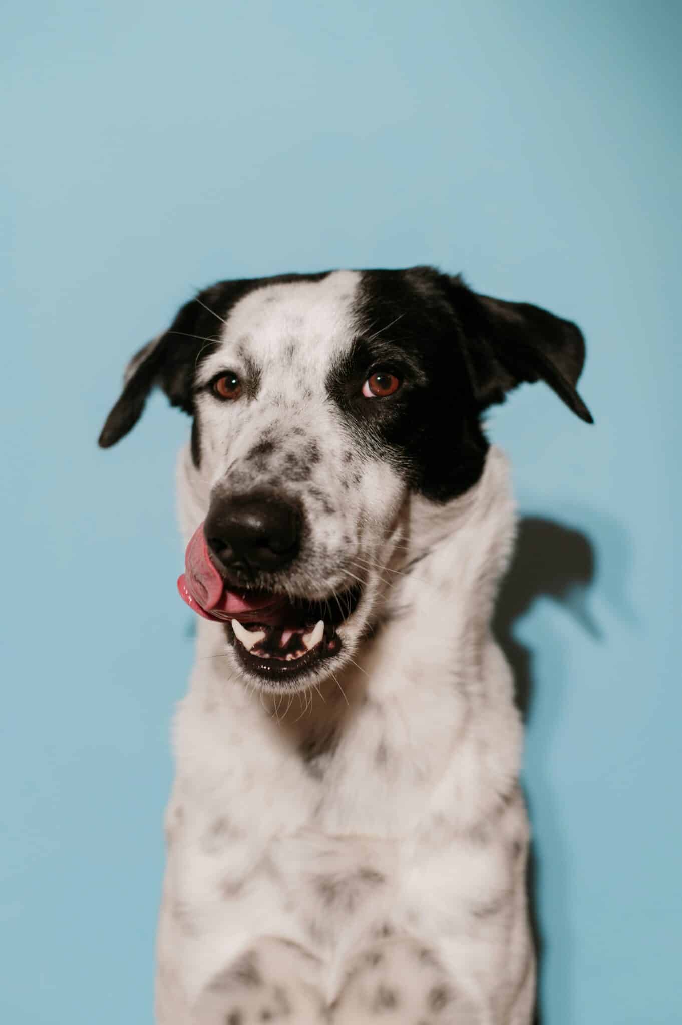 10 KUTYÁS ÉRDEKESSÉG ANGOLUL: 10 Incredible Dog Facts You Didn't Know 4